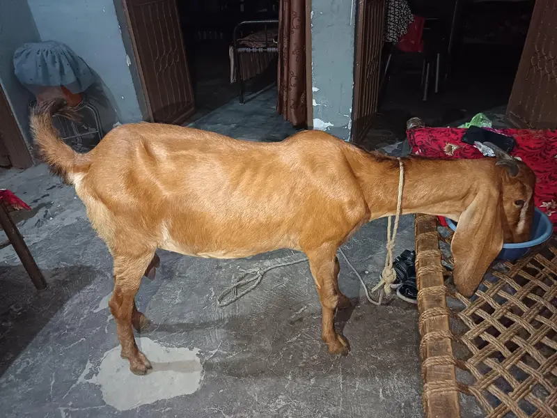 Goat for sale — photo 3