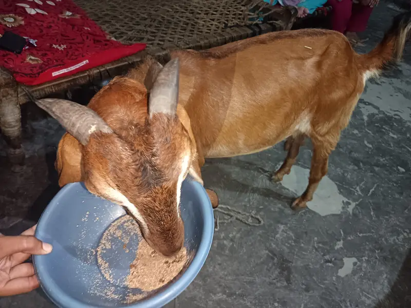 Goat for sale — photo 4