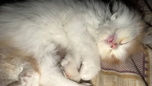 Persian male cat Bi colour