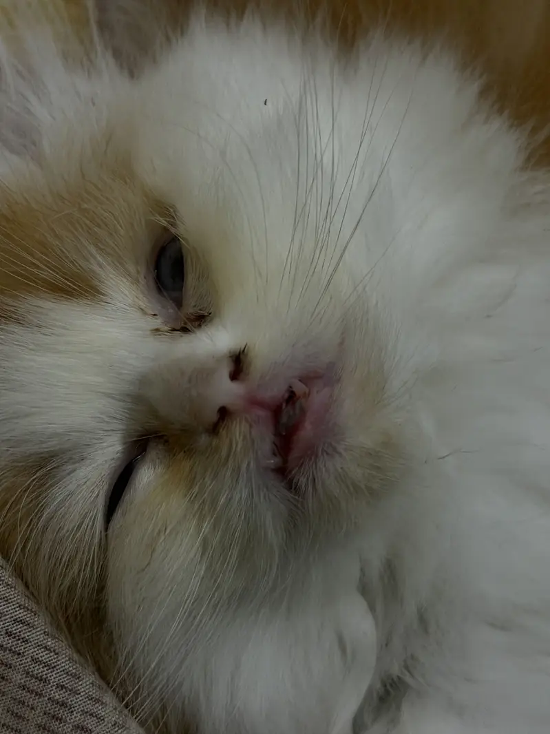 Persian male cat Bi colour — photo 2