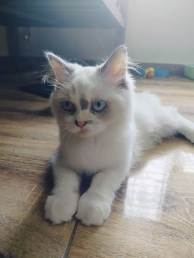 Soris playful Peraion Kitten