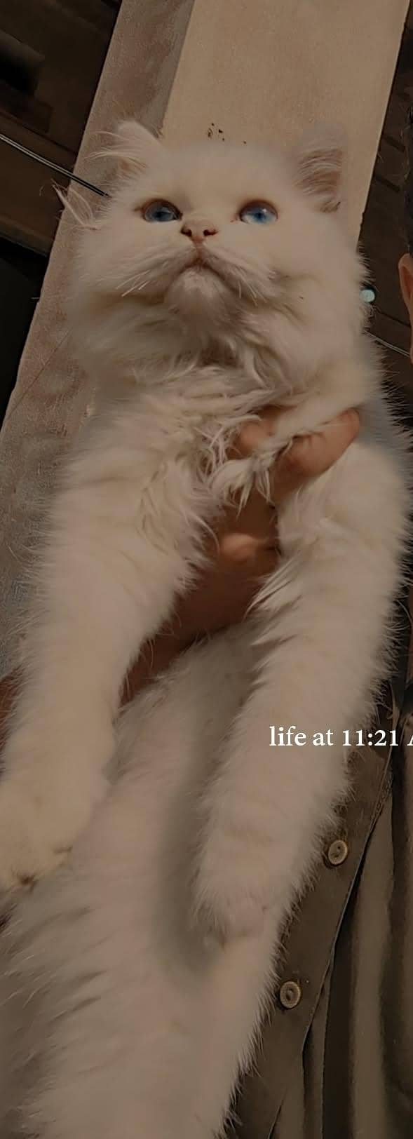 #"Persian Cat. . . 0