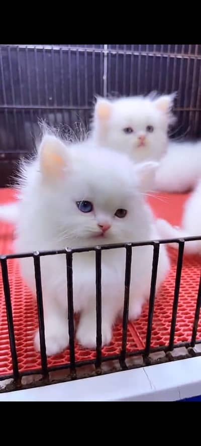 Persian cat for sale