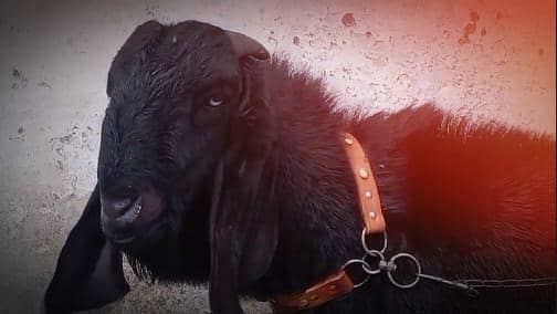 Sahiwal breeder for Sale