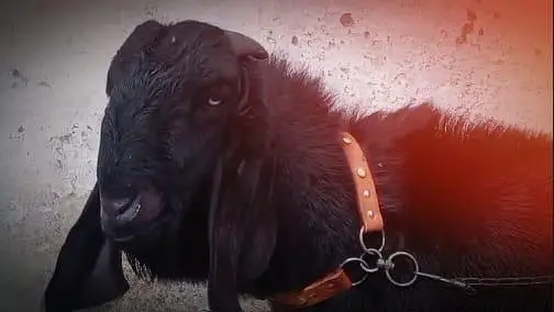 Sahiwal breeder for Sale
