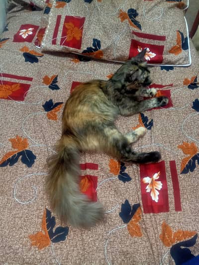 Beautiful ToBeautiful Tortoiseshell Persian Mix Kitten / Cat for Sale