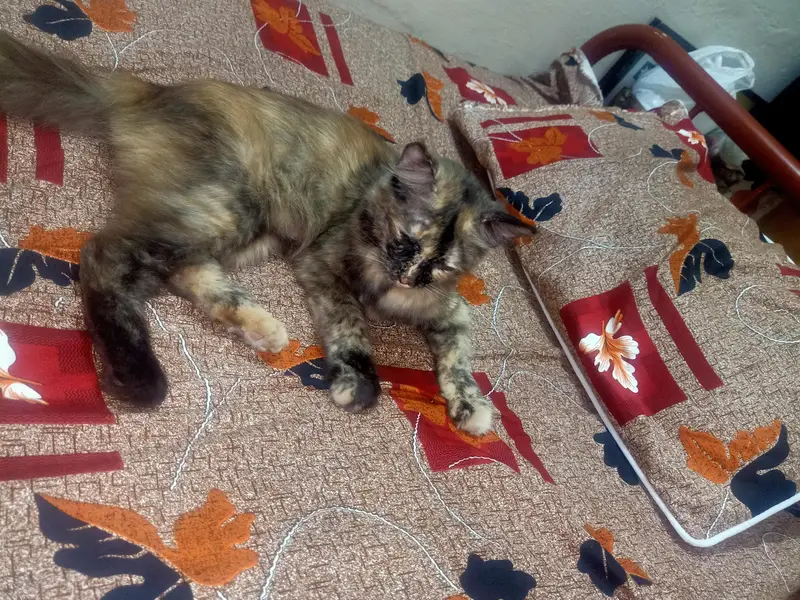 Beautiful ToBeautiful Tortoiseshell Persian Mix Kitten / Cat for Sale — photo 2
