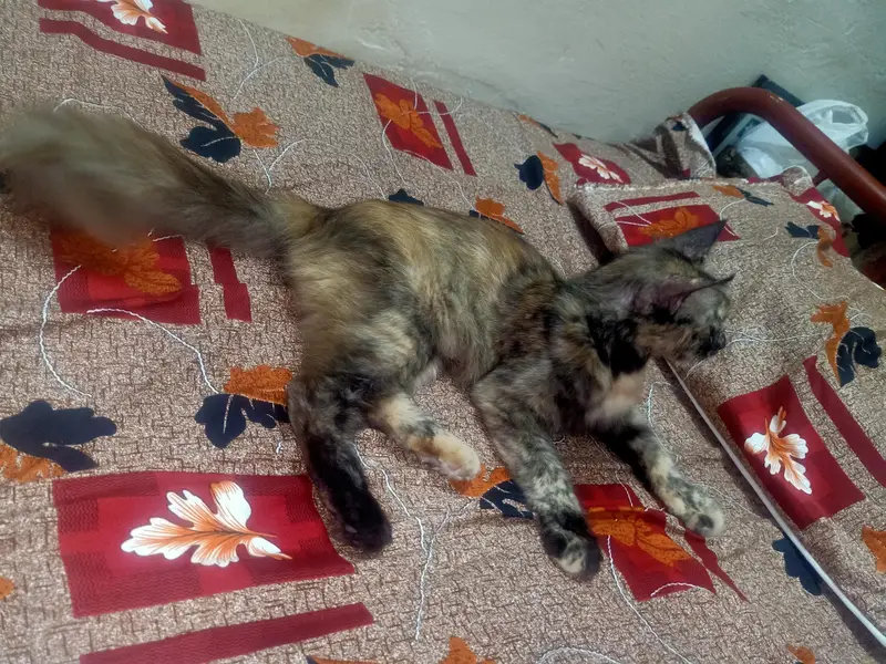 Beautiful ToBeautiful Tortoiseshell Persian Mix Kitten / Cat for Sale — photo 3