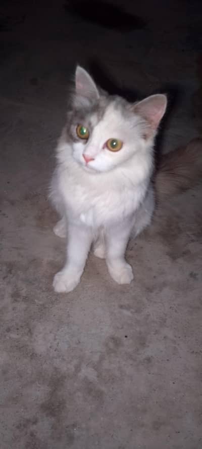 pair of persion kitten