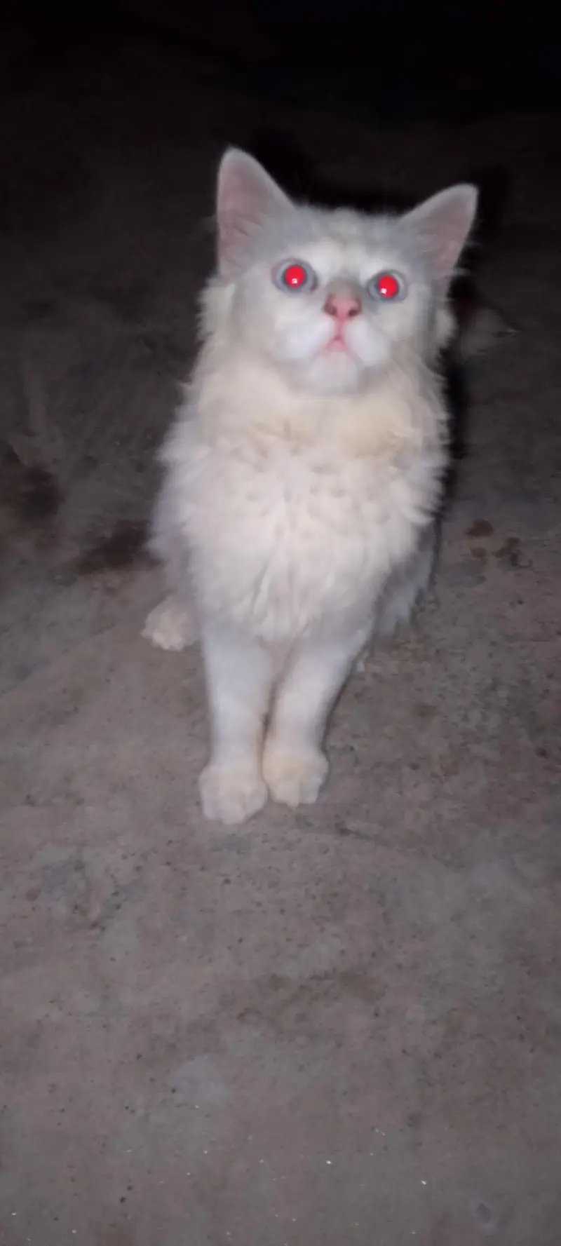 pair of persion kitten — photo 2