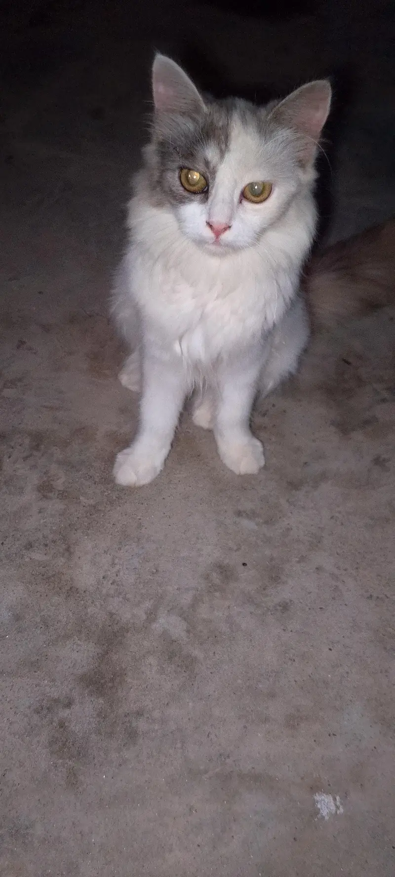 pair of persion kitten — photo 3
