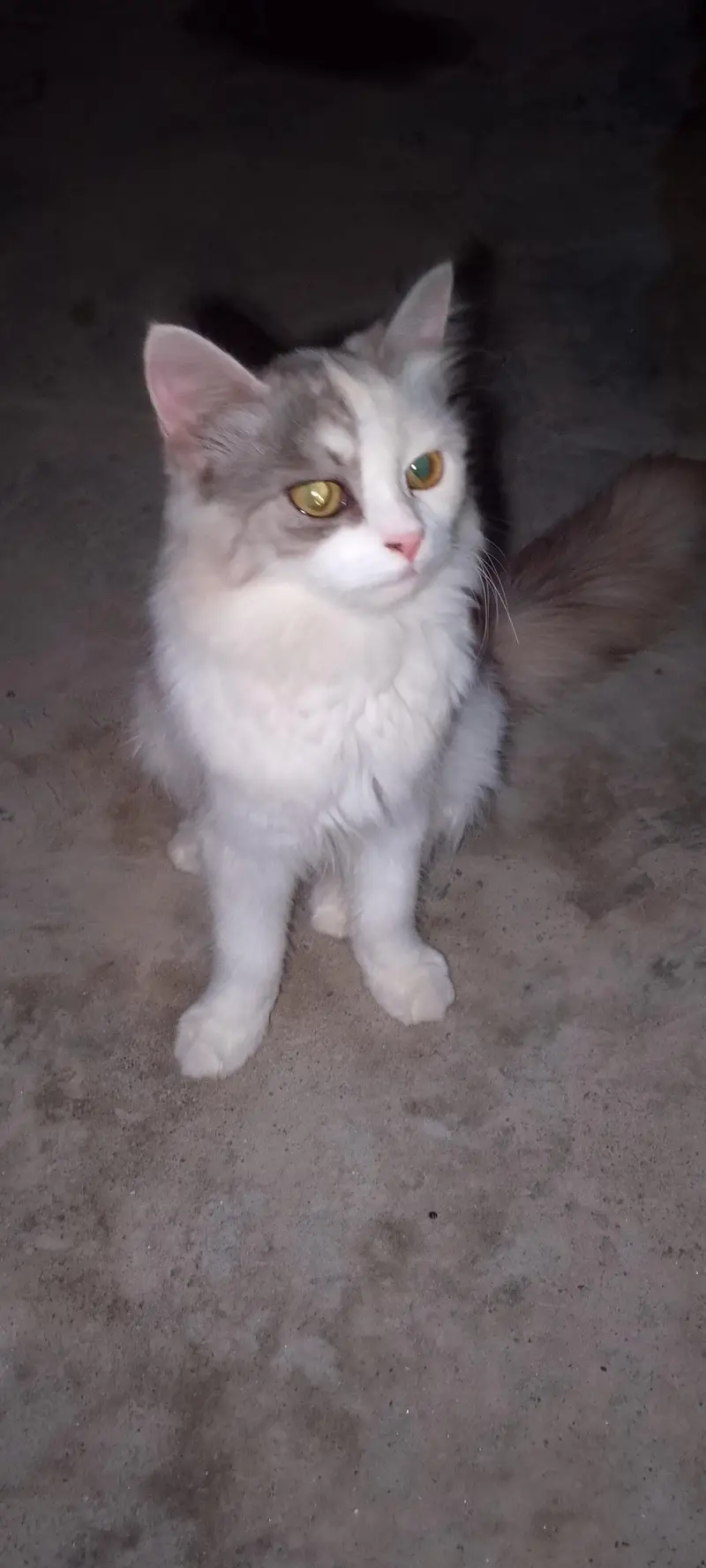 pair of persion kitten — photo 4