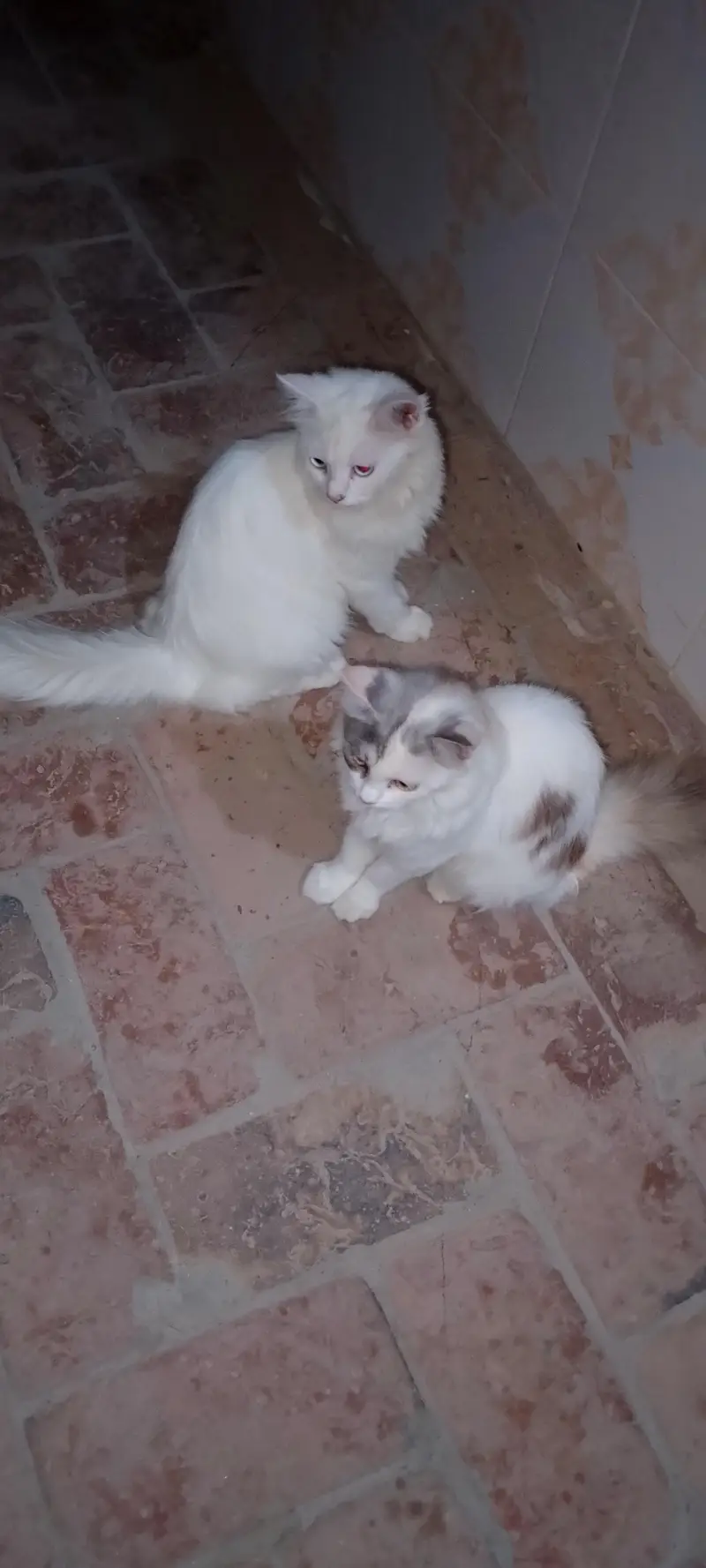 pair of persion kitten — photo 5