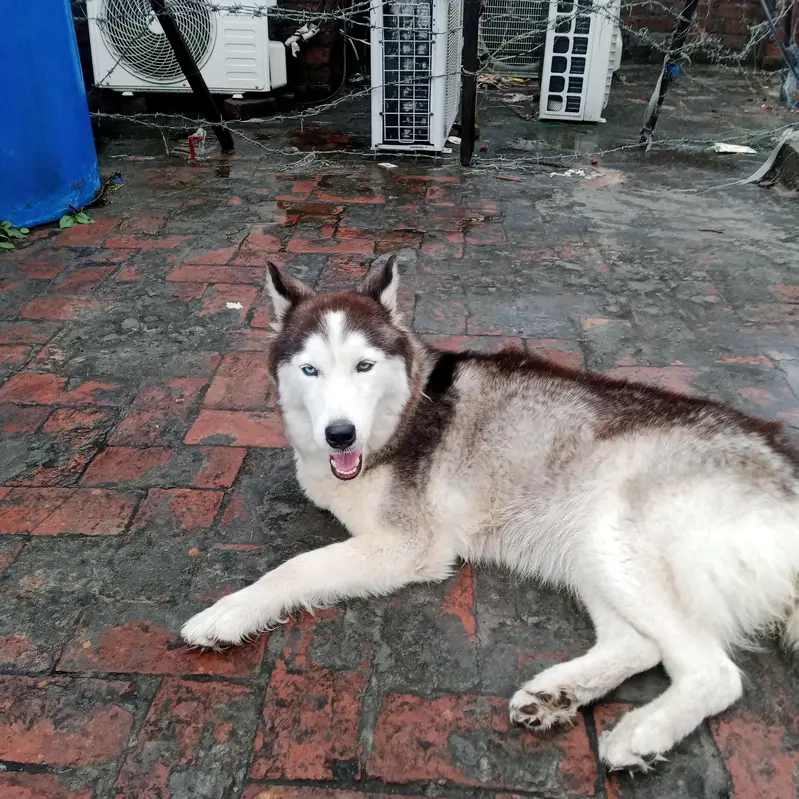 husky — photo 2