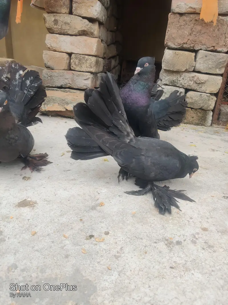 American lake full size breeder with one baby — photo 6