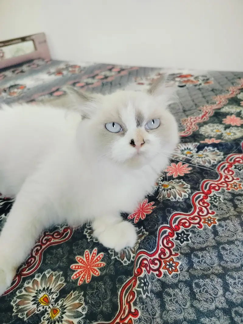 Soris playful Peraion Kitten — photo 2