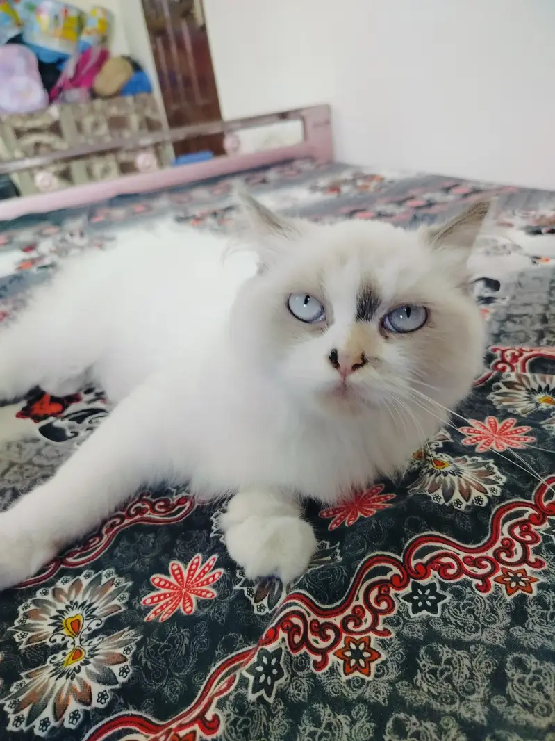 Soris playful Peraion Kitten — photo 3