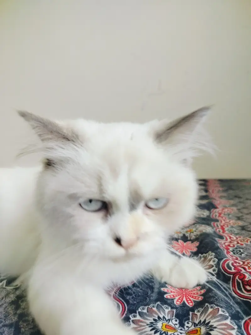 Soris playful Peraion Kitten — photo 4