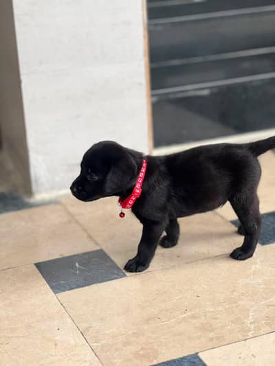 extreme jet black Labrador pups available