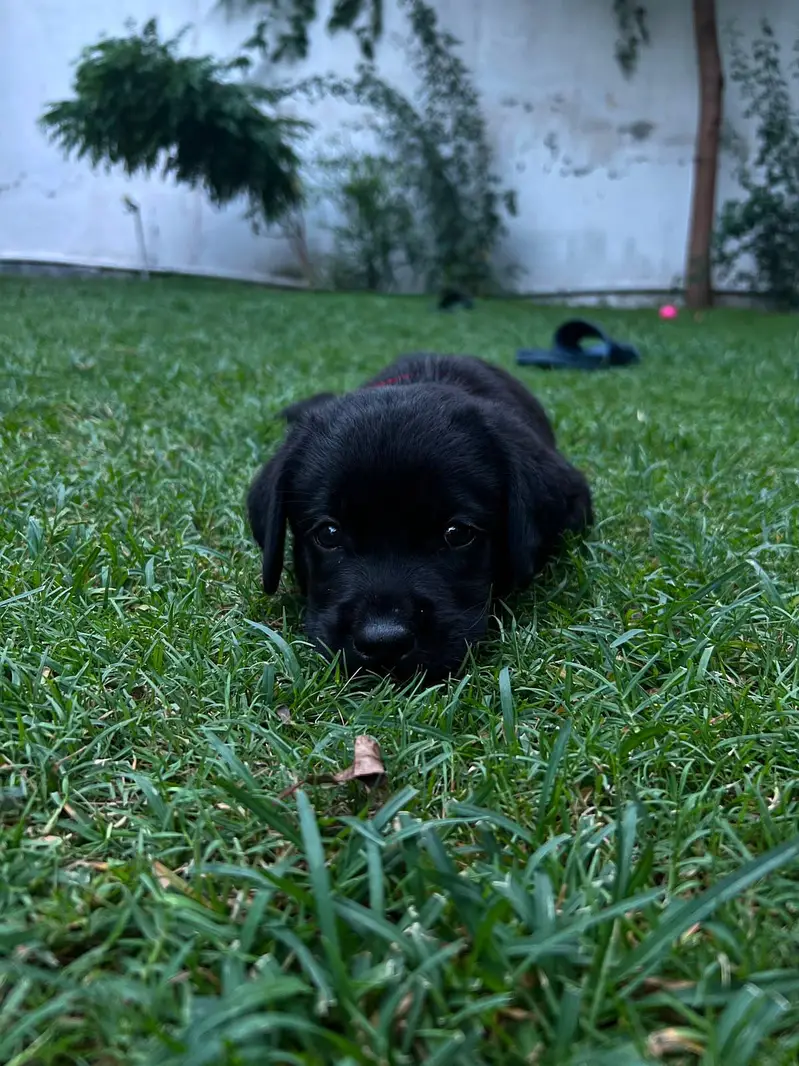 extreme jet black Labrador pups available — photo 2
