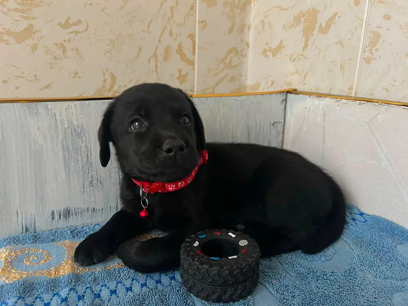 extreme jet black Labrador pups available — photo 3