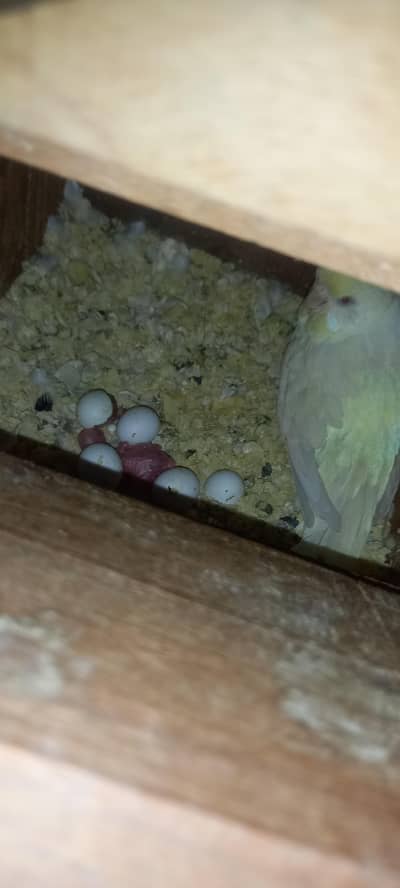 Breeder jambo pair
