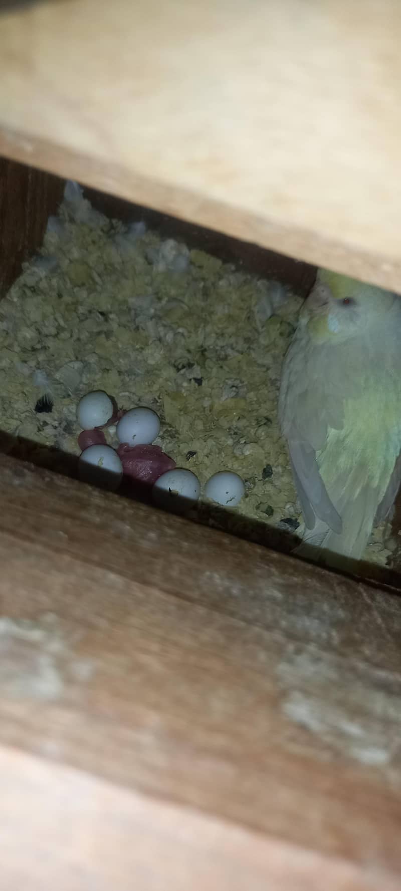 Breeder jambo pair 0