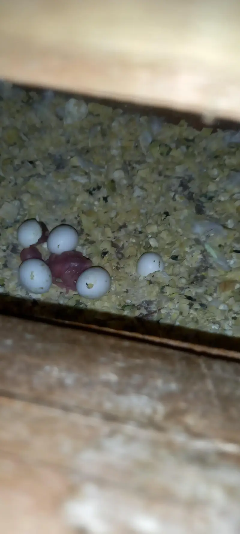 Breeder jambo pair — photo 2