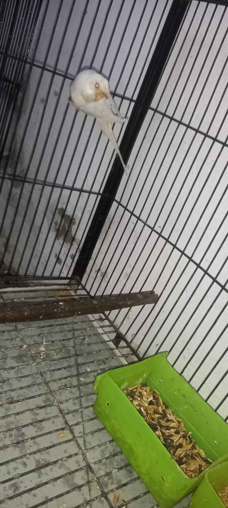 Breeder jambo pair 5