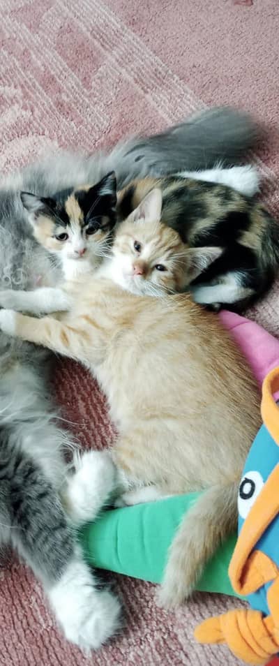 2 kittens potty trained