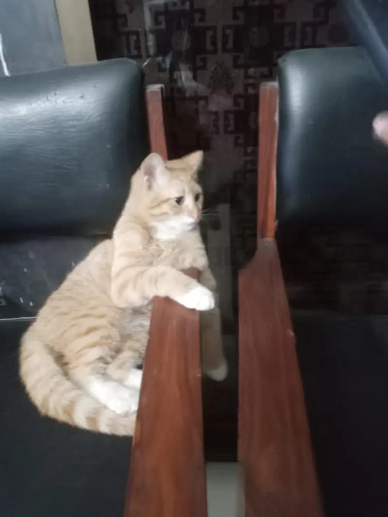 2 kittens potty trained — photo 2