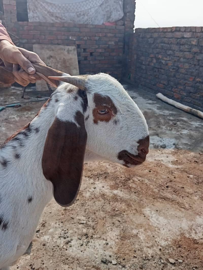 ارجنٹ سیل 2