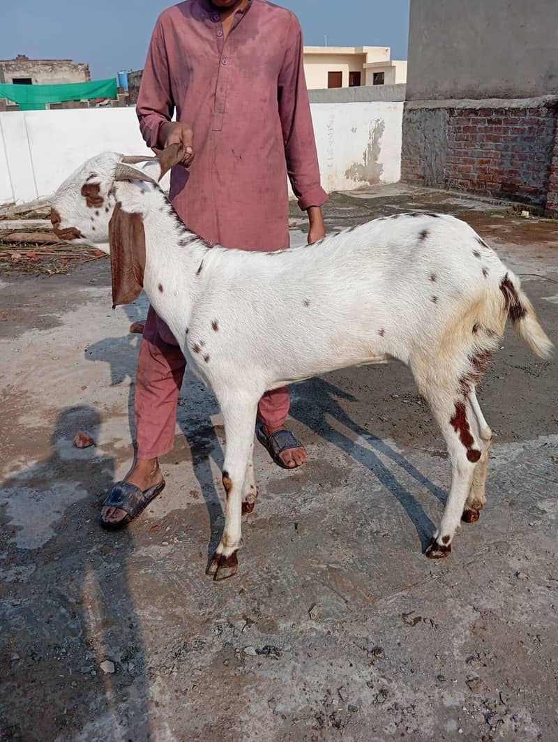 ارجنٹ سیل 3
