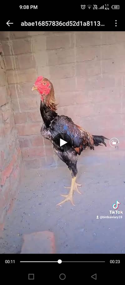 shamo male