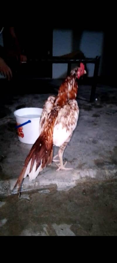 cheena murga for sale