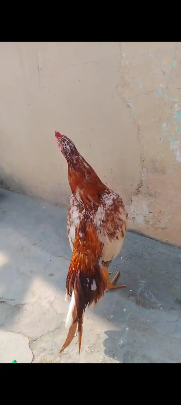 cheena murga for sale — photo 2