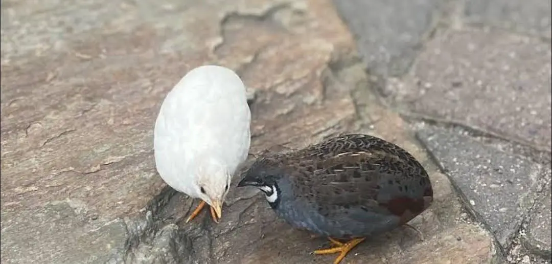 pied king qauil silver and pied batair — photo 2