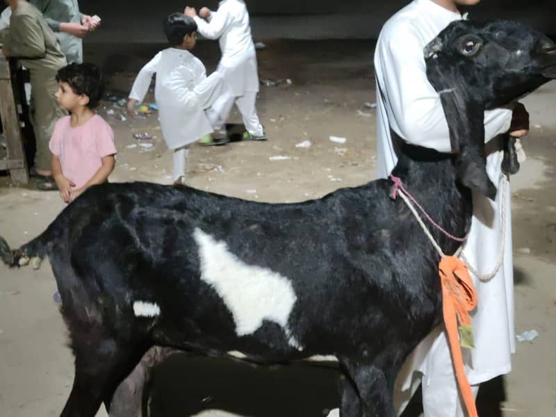 bakri 0
