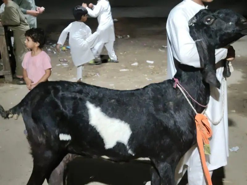bakri