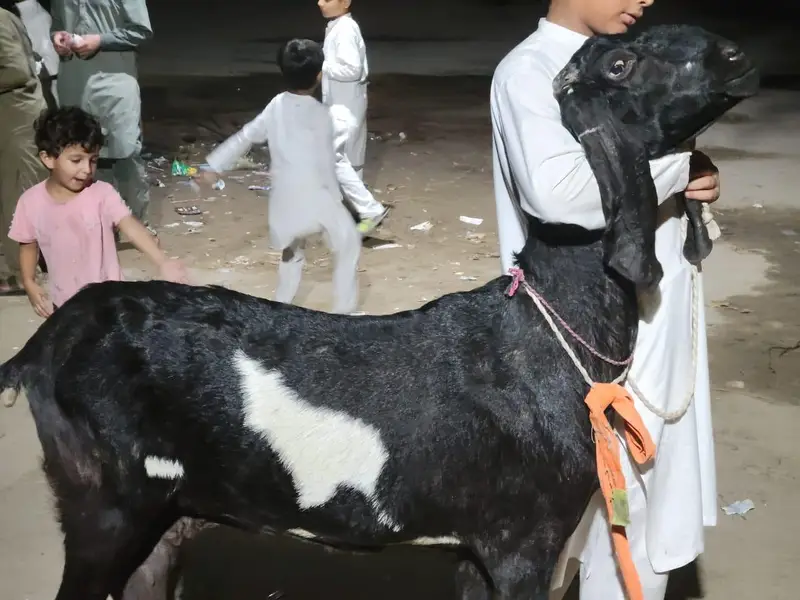 bakri — photo 2