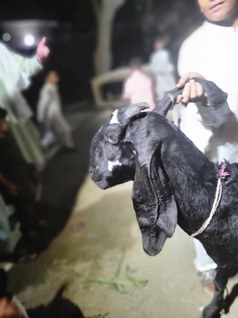 bakri 2