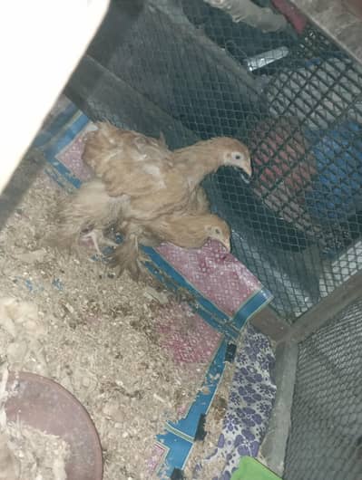 Golden buff Chicks and Big cage For sale