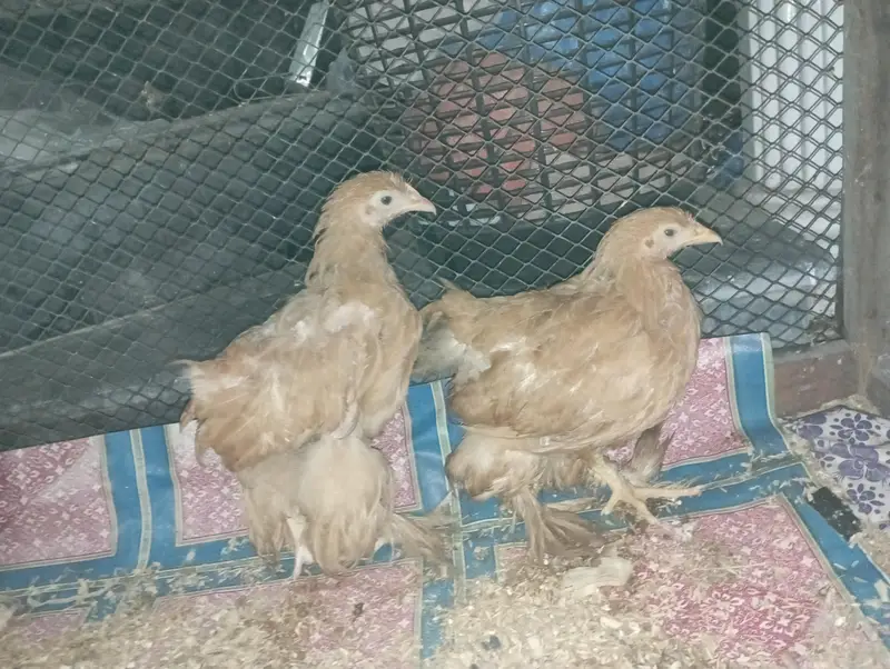 Golden buff Chicks and Big cage For sale — photo 2