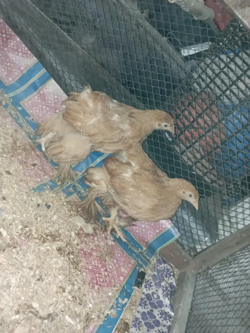 Golden buff Chicks and Big cage For sale — photo 3