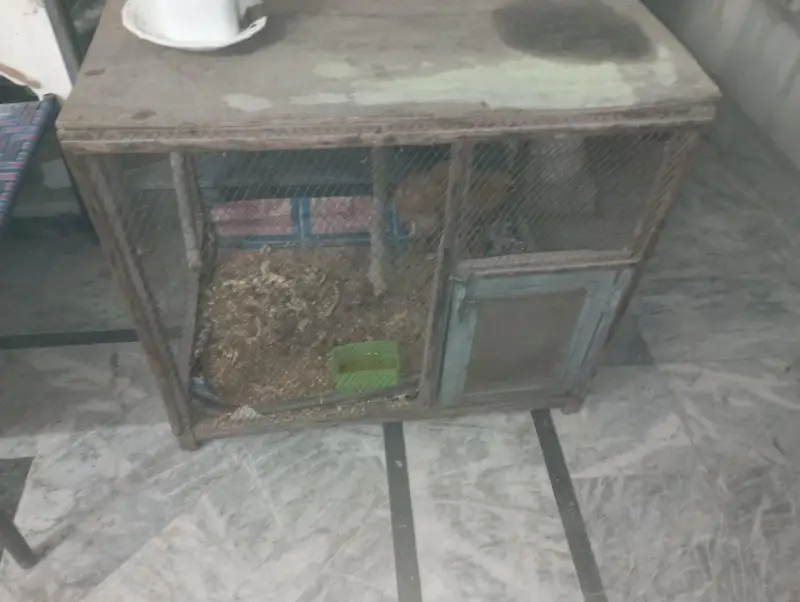 Golden buff Chicks and Big cage For sale — photo 4