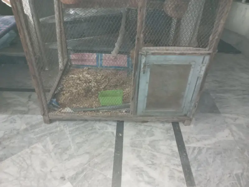 Golden buff Chicks and Big cage For sale — photo 5