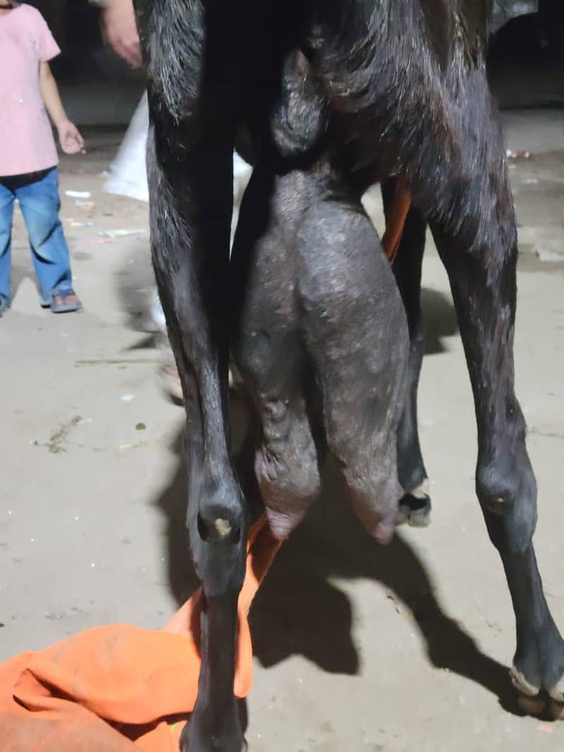 bakri 3