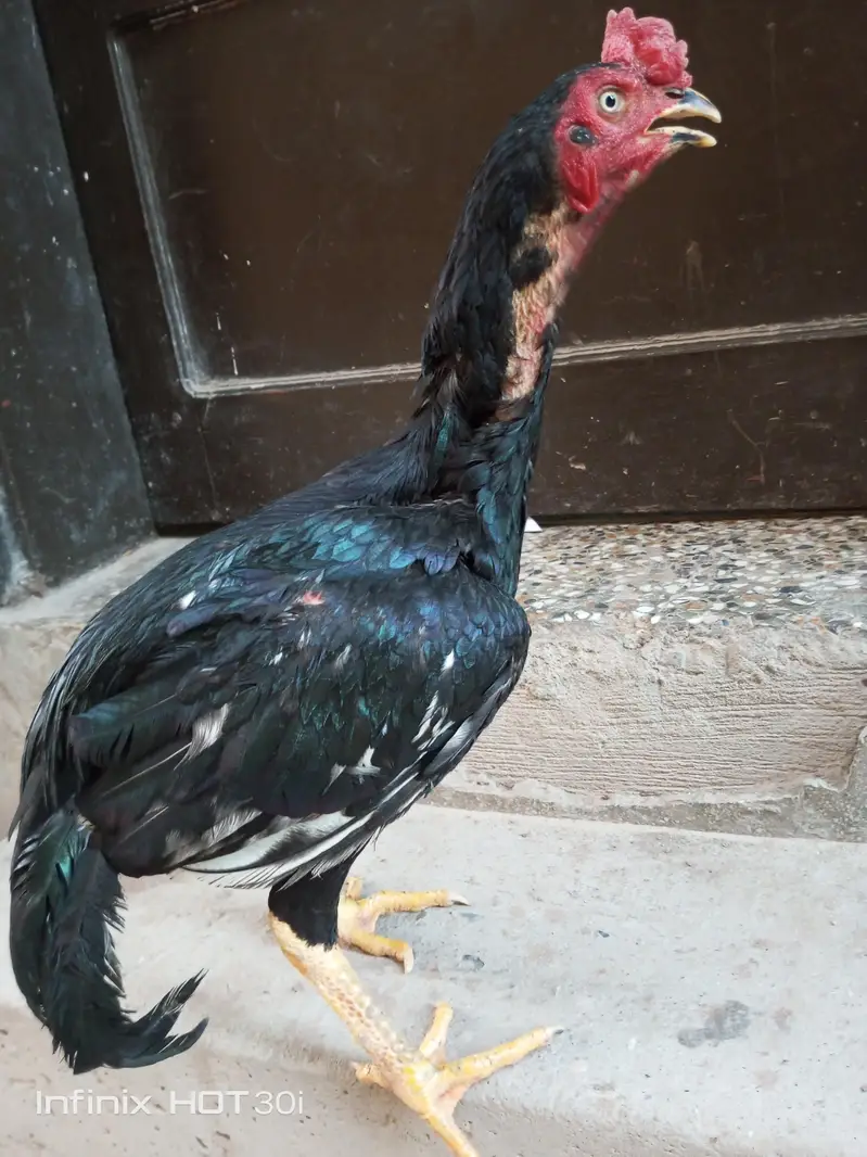 lasani. aseel. patha — photo 3