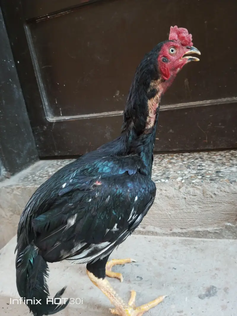 lasani. aseel. patha — photo 4