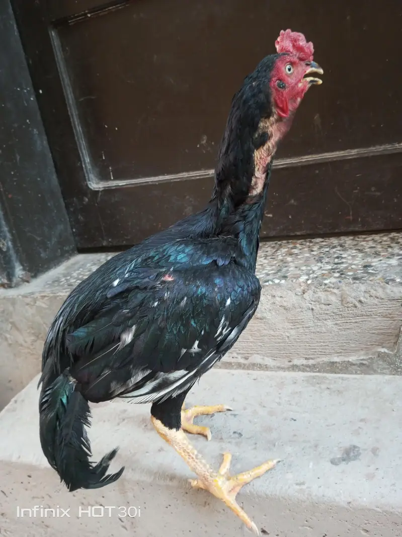 lasani. aseel. patha — photo 5
